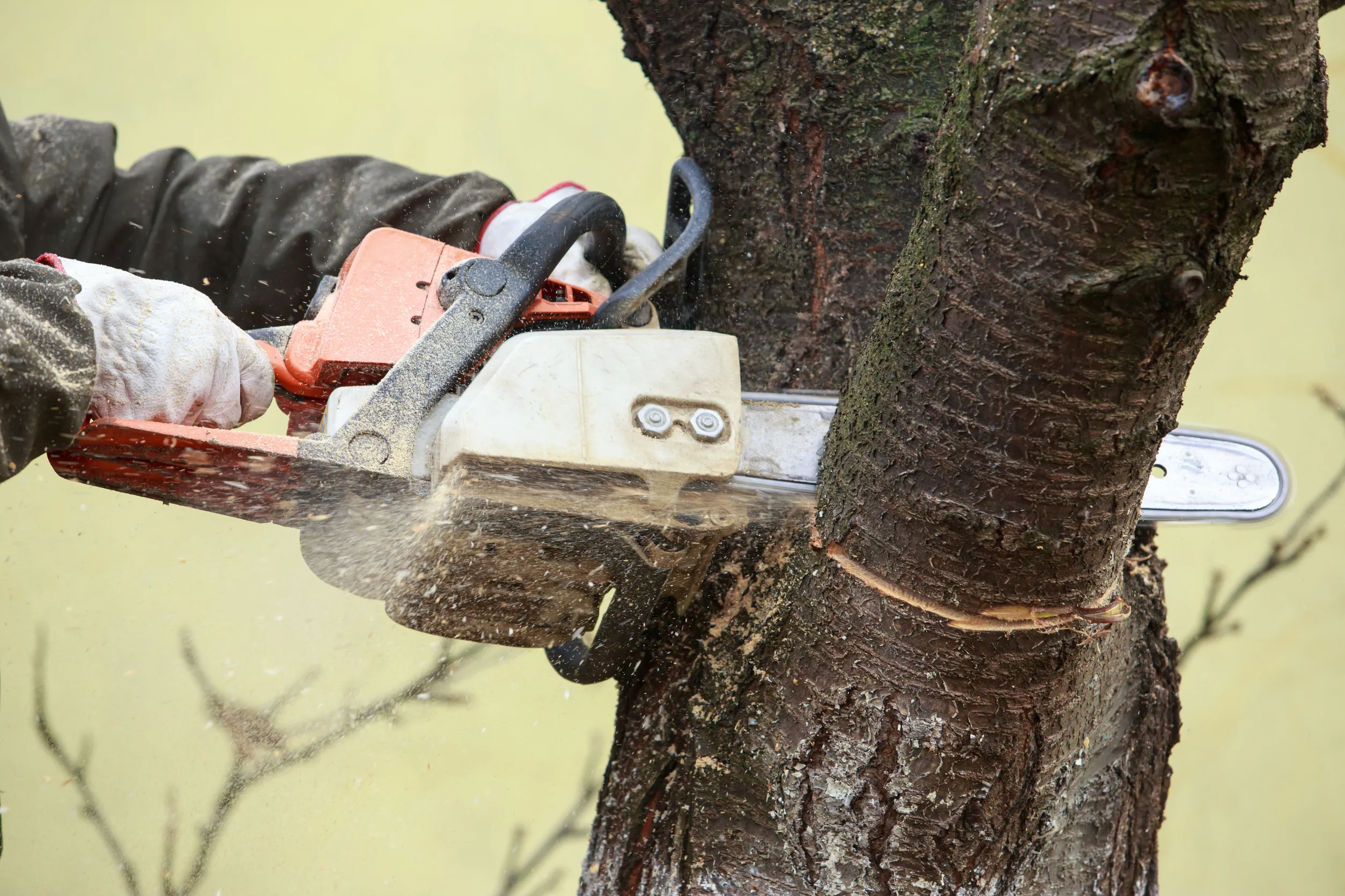 chainsaw in a hand of the lumberjack